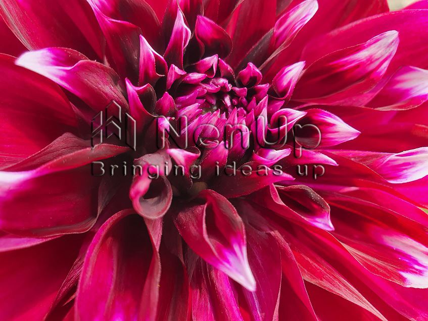 Kırmızı dahlia çiçeğinin makro fotoğrafı